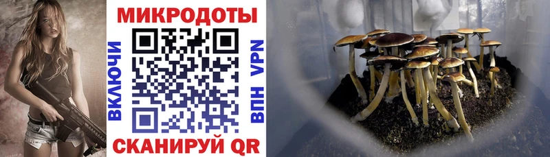 Купить где Духовщина Псилоцибиновые грибы мицелий
